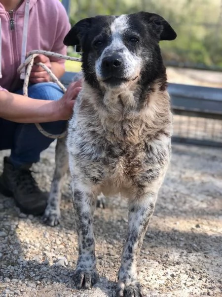 Adottata-MIRTILLA, femmina, 11 anni, canile di Itri