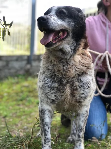 Adottata-MIRTILLA, femmina, 11 anni, canile di Itri | Foto 2