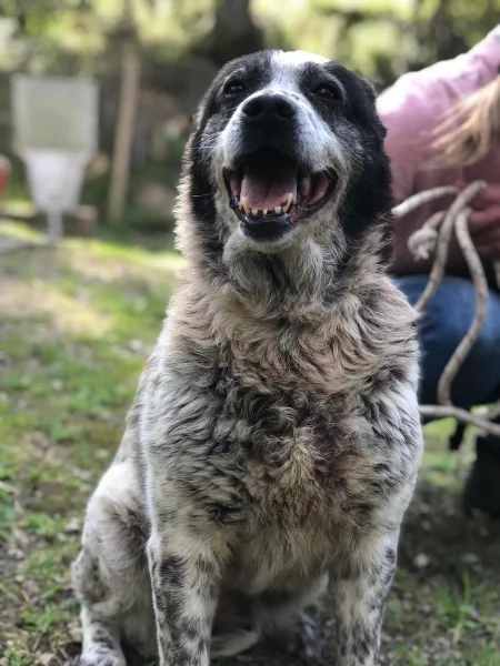 Adottata-MIRTILLA, femmina, 11 anni, canile di Itri | Foto 1