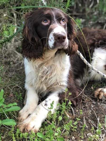 TOBIA, maschio, 5 anni, canile di Itri | Foto 1