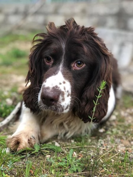 TOBIA, maschio, 5 anni, canile di Itri | Foto 0