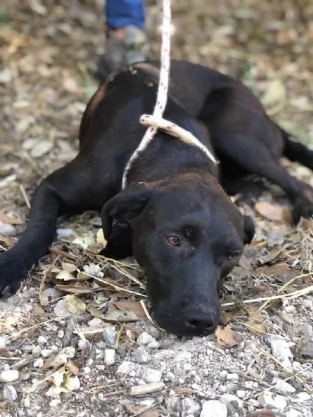 CARAMELLA, femmina 9 mesi, canile di Itri | Foto 0