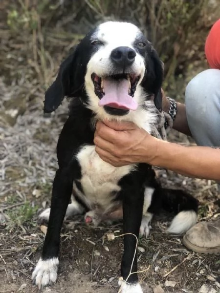 BRUCE, maschio, 8 anni. Canile di Itri