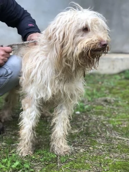 VASCO, maschio, 2 anni, canile di Itri | Foto 2