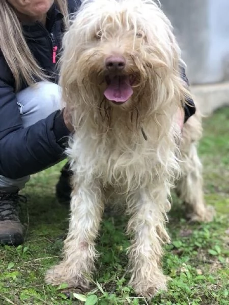 VASCO, maschio, 2 anni, canile di Itri