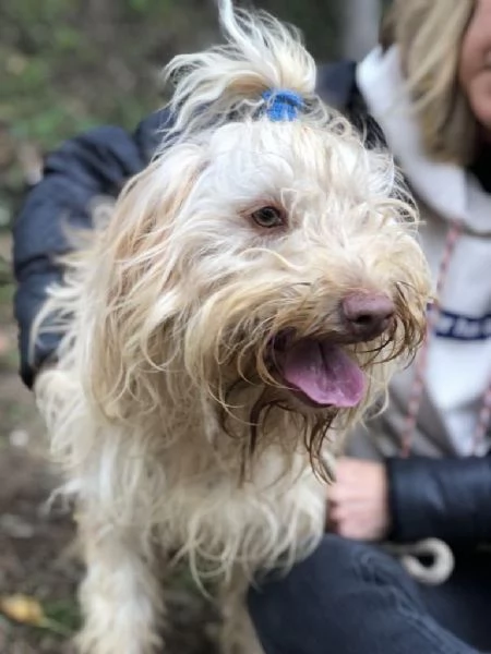 VASCO, maschio, 2 anni, canile di Itri | Foto 0