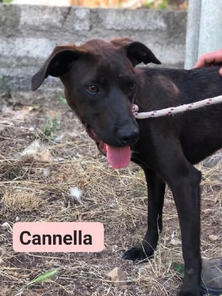 CANNELLA, femmina, 9 mesi, canile di Itri