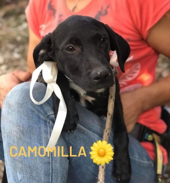 CAMOMILLA, femmina, 9 mesi, canile di Itri