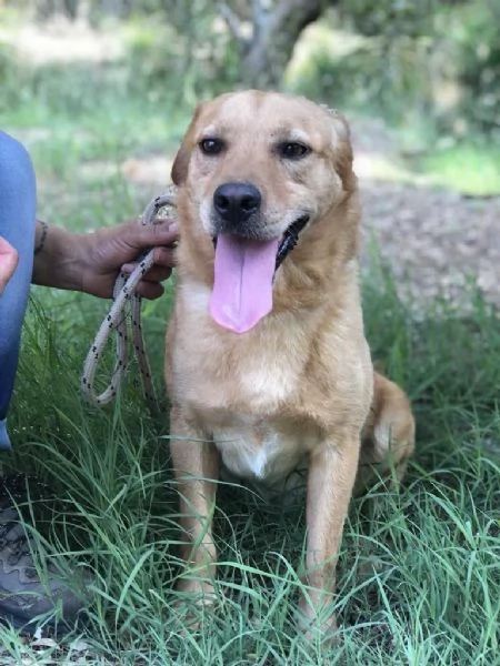 LEOPOLD, maschio, 3 anni, canile di Itri | Foto 3