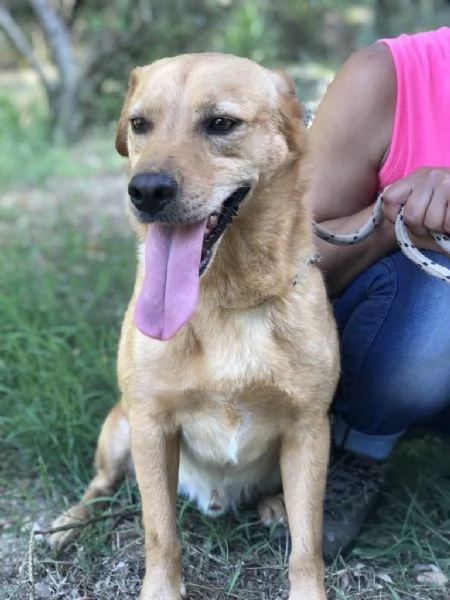 LEOPOLD, maschio, 3 anni, canile di Itri | Foto 2