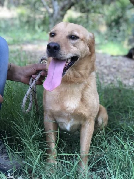 LEOPOLD, maschio, 3 anni, canile di Itri | Foto 1