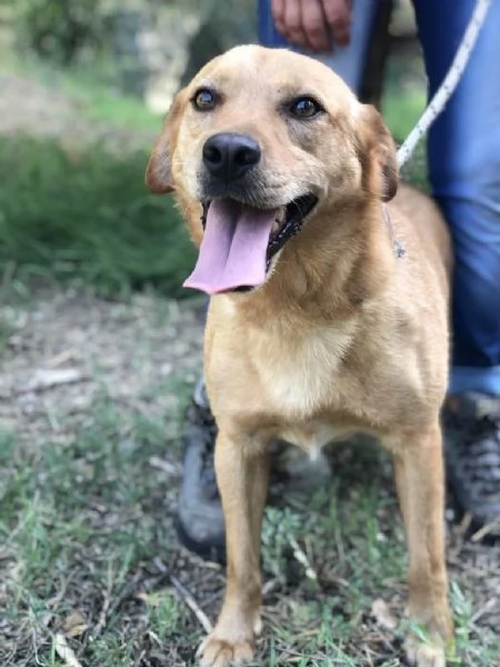 LEOPOLD, maschio, 3 anni, canile di Itri