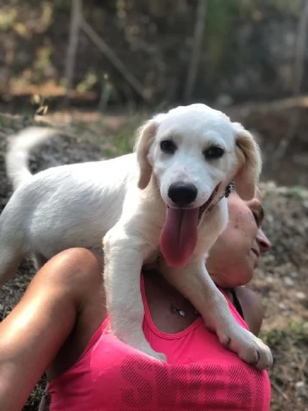 Papaya, femmina, 5 mesi, canile di Itri | Foto 3