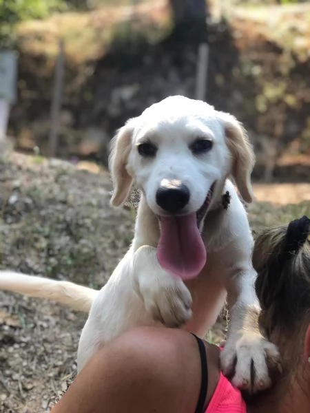 Papaya, femmina, 5 mesi, canile di Itri | Foto 0