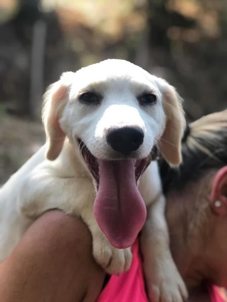 Papaya, femmina, 5 mesi, canile di Itri