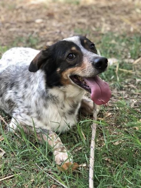 Carlos, maschio, 8 anni, canile di Itri | Foto 3