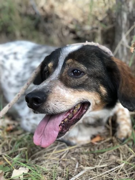 Carlos, maschio, 8 anni, canile di Itri | Foto 2