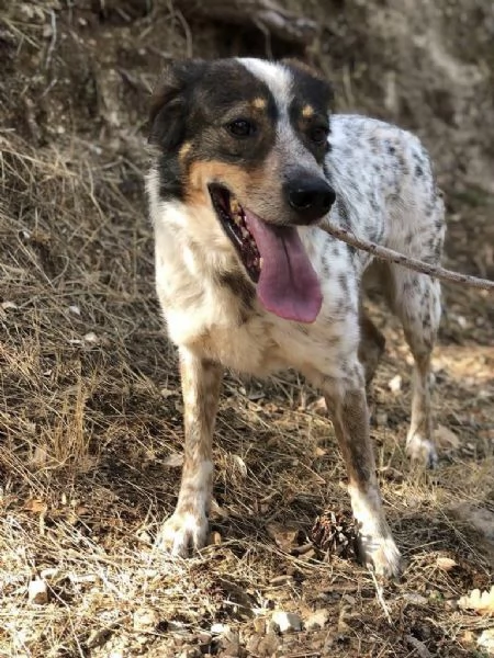 Carlos, maschio, 8 anni, canile di Itri | Foto 1