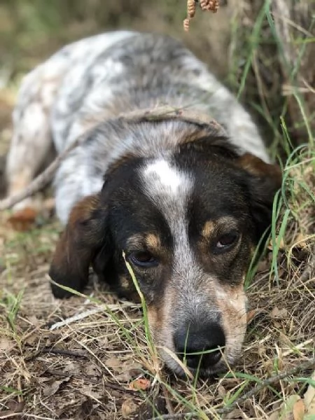 Carlos, maschio, 8 anni, canile di Itri | Foto 0