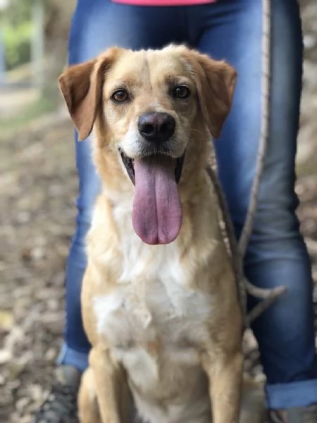 Filippo, maschio, 6 anni, canile di Itri