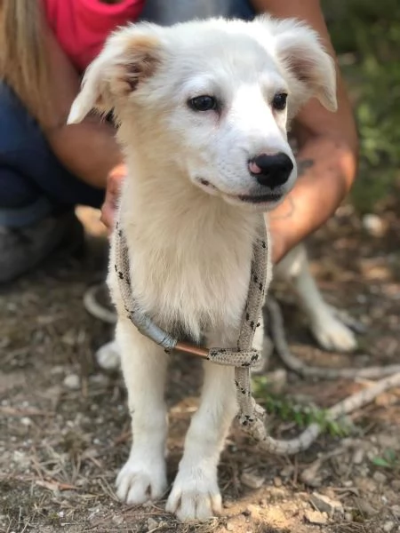 Lampone, maschio, 5 mesi, canile di Itri | Foto 2