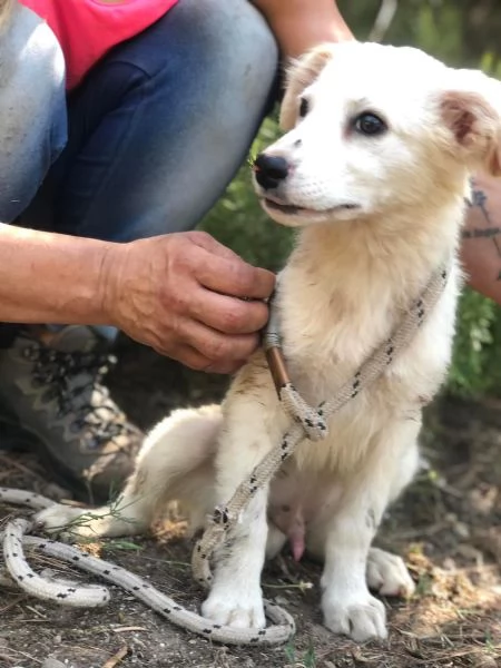 Lampone, maschio, 5 mesi, canile di Itri | Foto 1