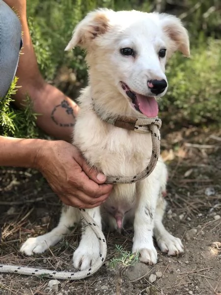 Lampone, maschio, 5 mesi, canile di Itri | Foto 0