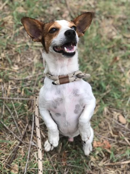 Jack, maschio, 2 anni, canile di Itri