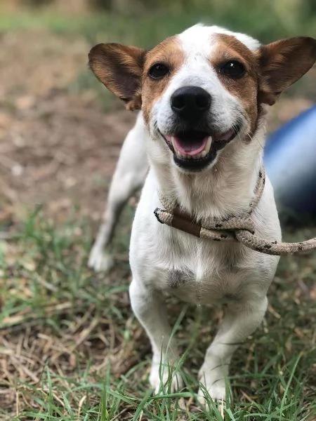 Jack, maschio, 2 anni, canile di Itri | Foto 3