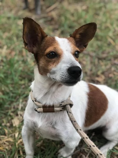 Jack, maschio, 2 anni, canile di Itri | Foto 2