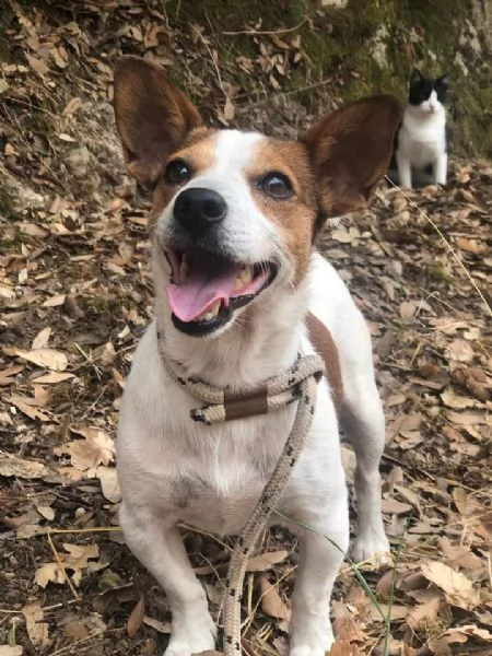 Jack, maschio, 2 anni, canile di Itri | Foto 0