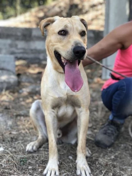 Alen, maschio, 10 mesi, canile di Itri | Foto 2