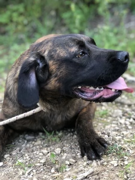 Ettore, maschio, 8 mesi, canile di Itri | Foto 3