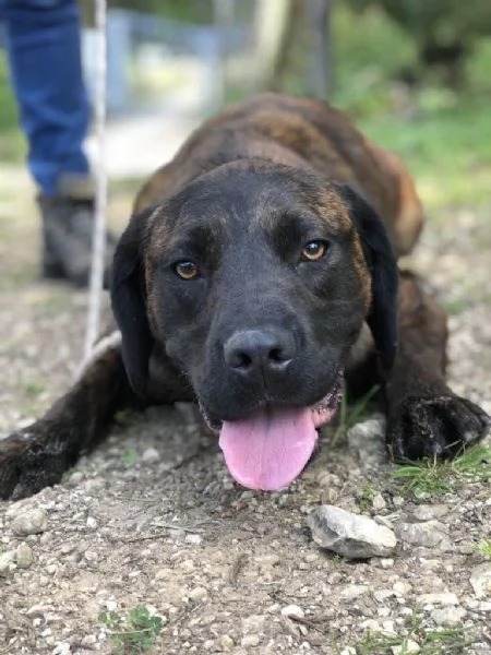 Ettore, maschio, 8 mesi, canile di Itri | Foto 2