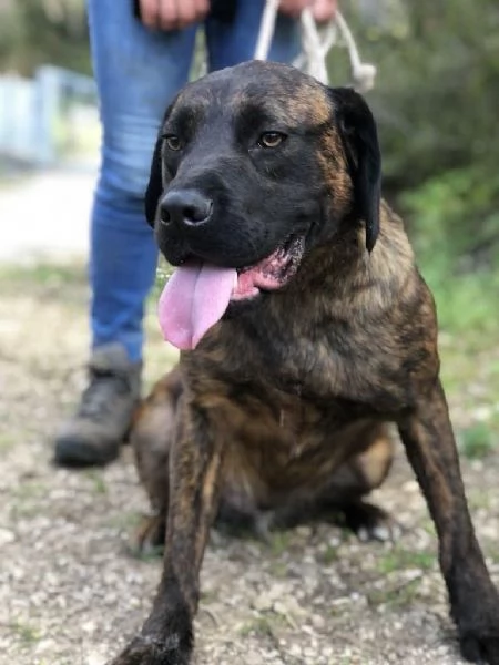 Ettore, maschio, 8 mesi, canile di Itri | Foto 1