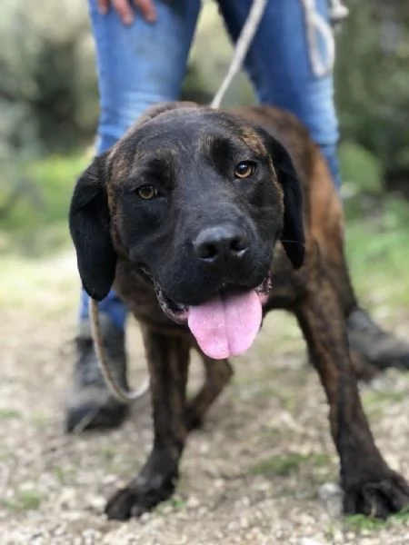 Ettore, maschio, 8 mesi, canile di Itri | Foto 0