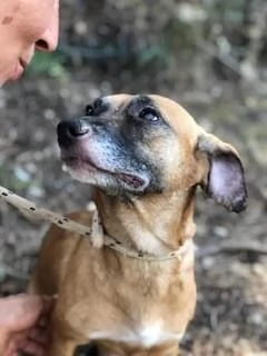 Fiorella, femmina, 3anni, canile di Itri | Foto 3