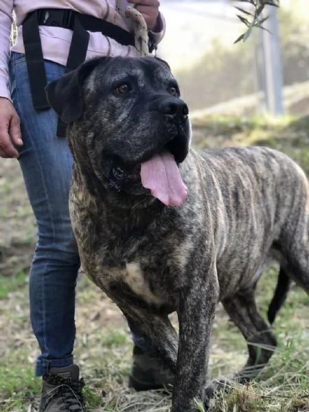 Rocco, maschio, 2 anni, canile di Itri | Foto 3