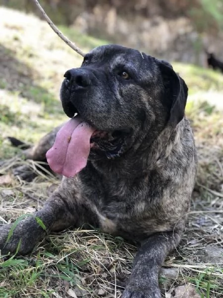 Rocco, maschio, 2 anni, canile di Itri | Foto 1