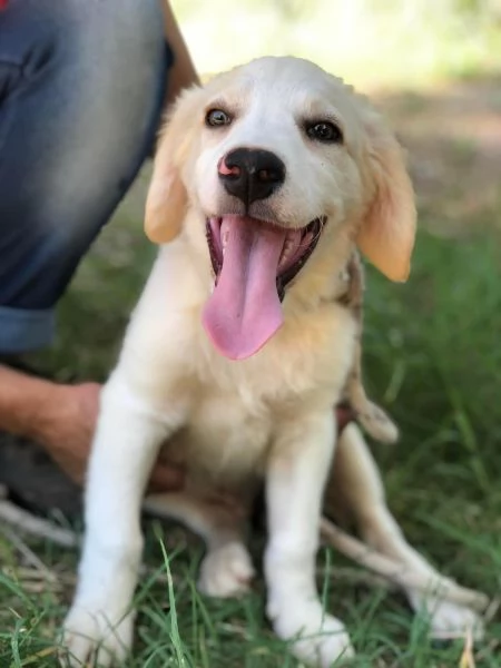 Mango, maschio, 5 mesi, canile di Itri | Foto 1