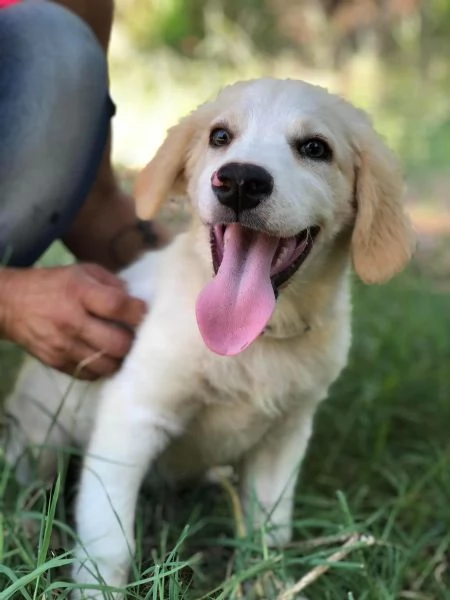 Mango, maschio, 5 mesi, canile di Itri | Foto 0