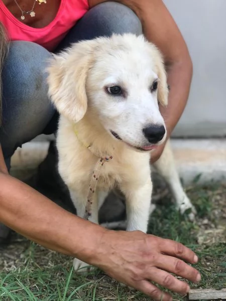 Cocco, maschio, 5 mesi, canile di Itri | Foto 1