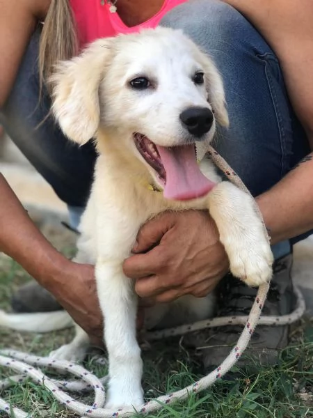 Cocco, maschio, 5 mesi, canile di Itri