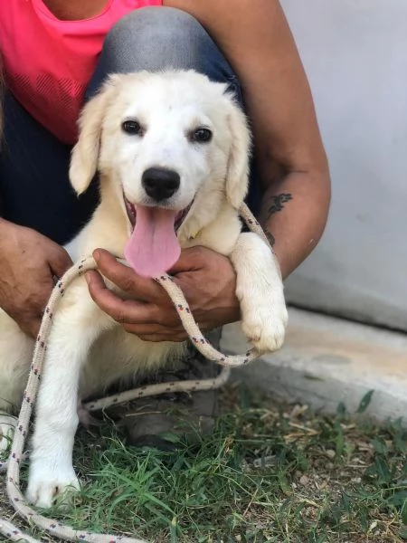 Cocco, maschio, 5 mesi, canile di Itri | Foto 0