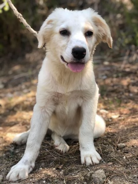 Mela, femmina, 5 mesi, canile di Itri