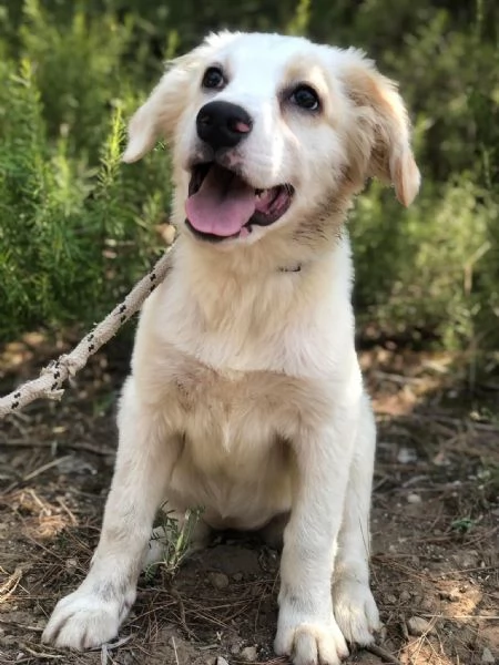 Mela, femmina, 5 mesi, canile di Itri | Foto 0