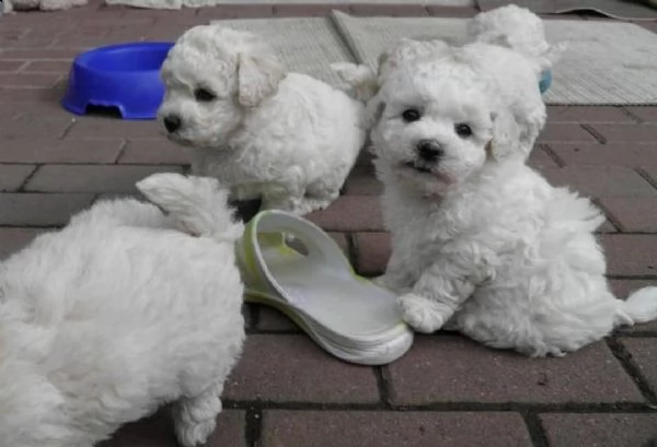 regalo dolci cuccioli bichon frise per l'adozione.