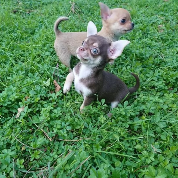 simpatici cuccioli di chihuahua da regalare | Foto 0