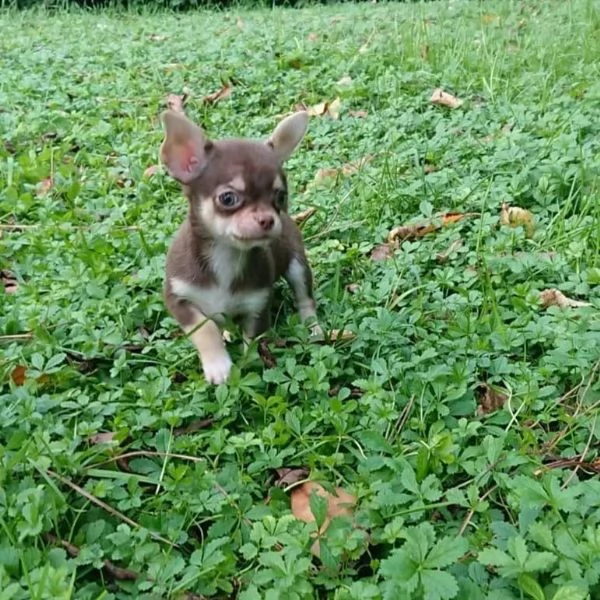 simpatici cuccioli di chihuahua da regalare