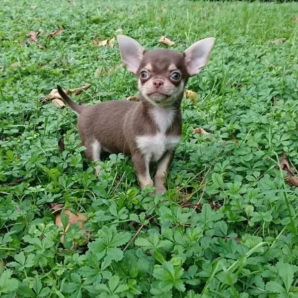 simpatici cuccioli di chihuahua da regalare